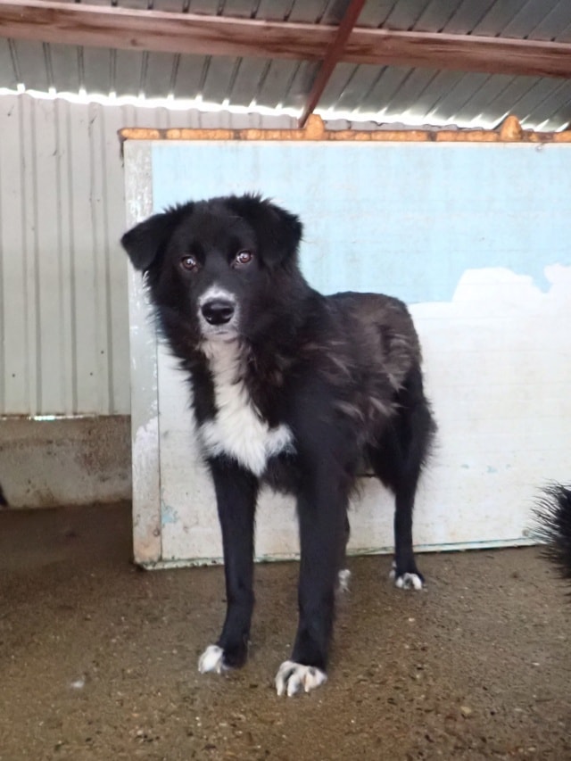 Speedy, chien à l'adoption chez Remember Me France