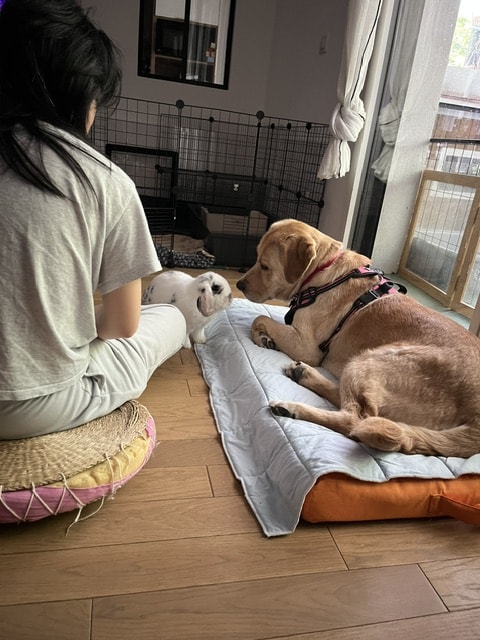Spike, chien à l'adoption chez Remember Me France