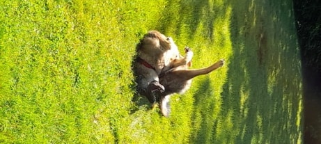 Star, chien sauvé par Remember Me France