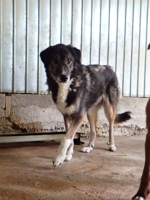 Steapa, chien à l'adoption chez Remember Me France