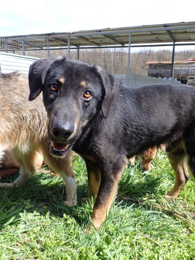 Steel, dog for adoption at Remember Me France