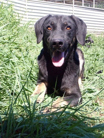 Steel, dog for adoption at Remember Me France