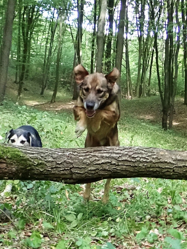 Stetson, chien à l'adoption chez Remember Me France