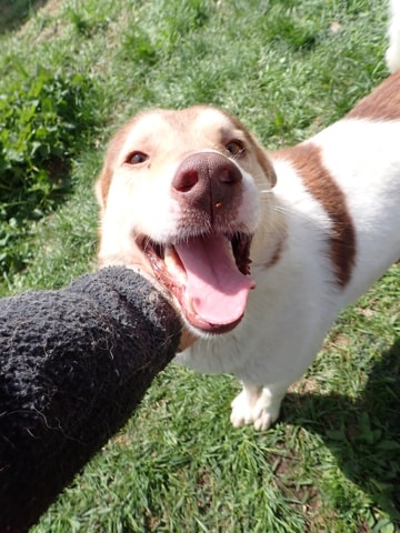 Stitch, chien à l'adoption chez Remember Me France