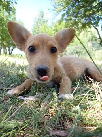 Stratus, chien à l'adoption chez Remember Me France