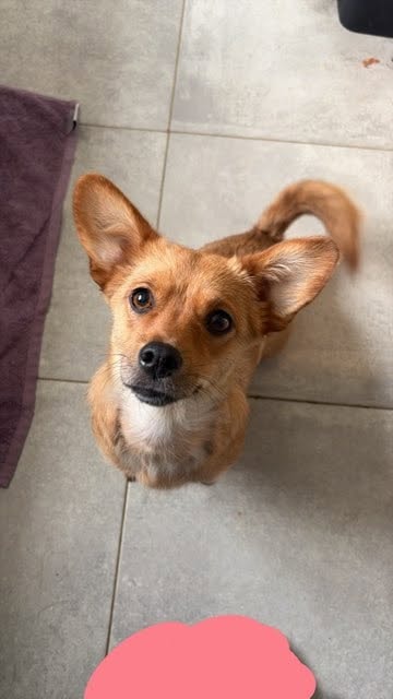 Stuka, dog for adoption at Remember Me France