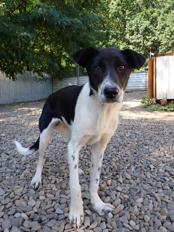 Suchy, chien à l'adoption chez Remember Me France