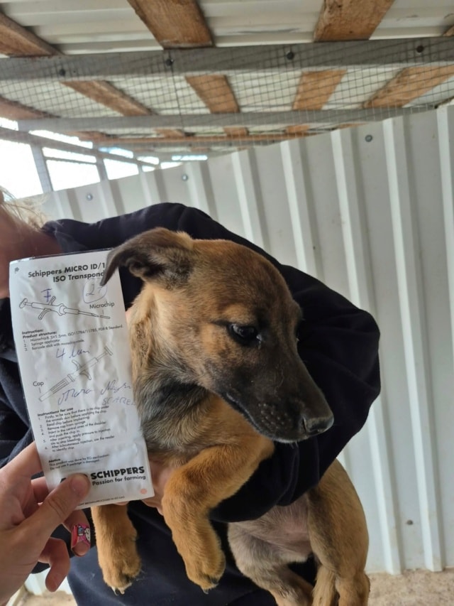 Photo de Sucre, à l'adoption