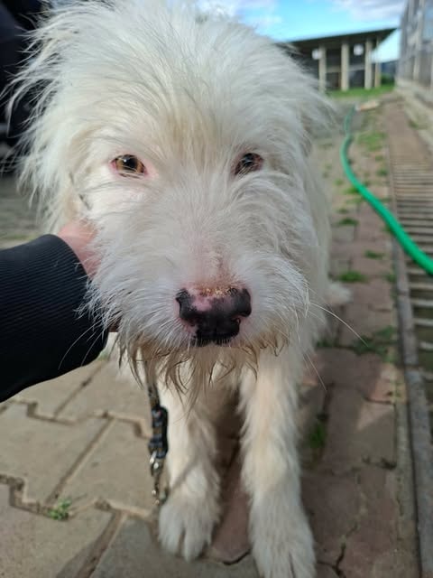 Sudsy, chien à l'adoption chez Remember Me France