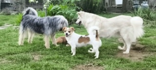 Sumi, chien à l'adoption chez Remember Me France
