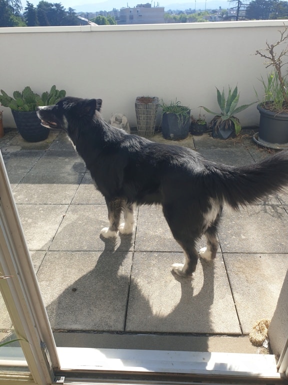 Sunjka, chien à l'adoption chez Remember Me France