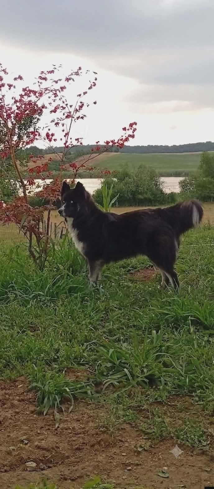 Sunjka, chien à l'adoption chez Remember Me France
