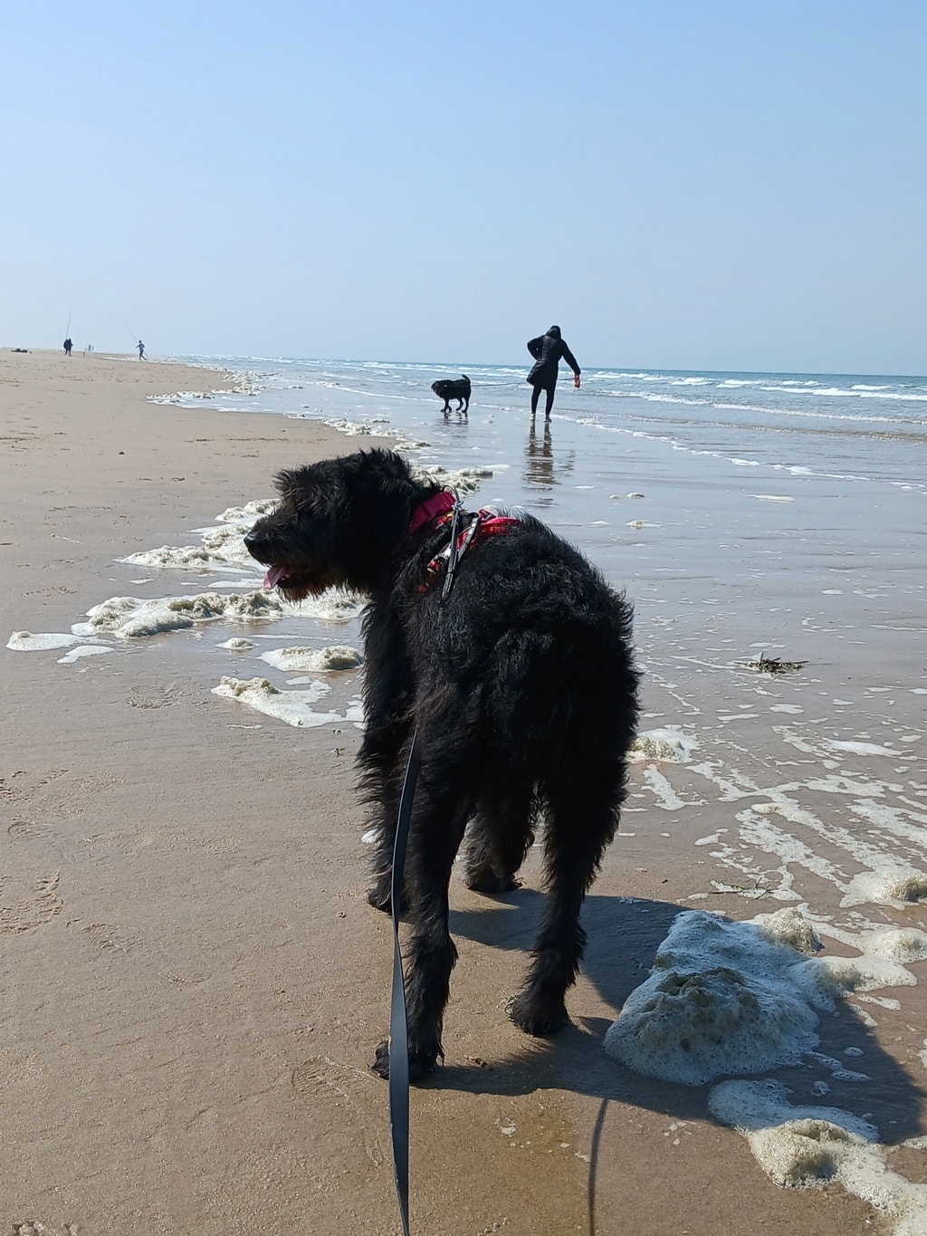 Sunny, chien à l'adoption chez Remember Me France
