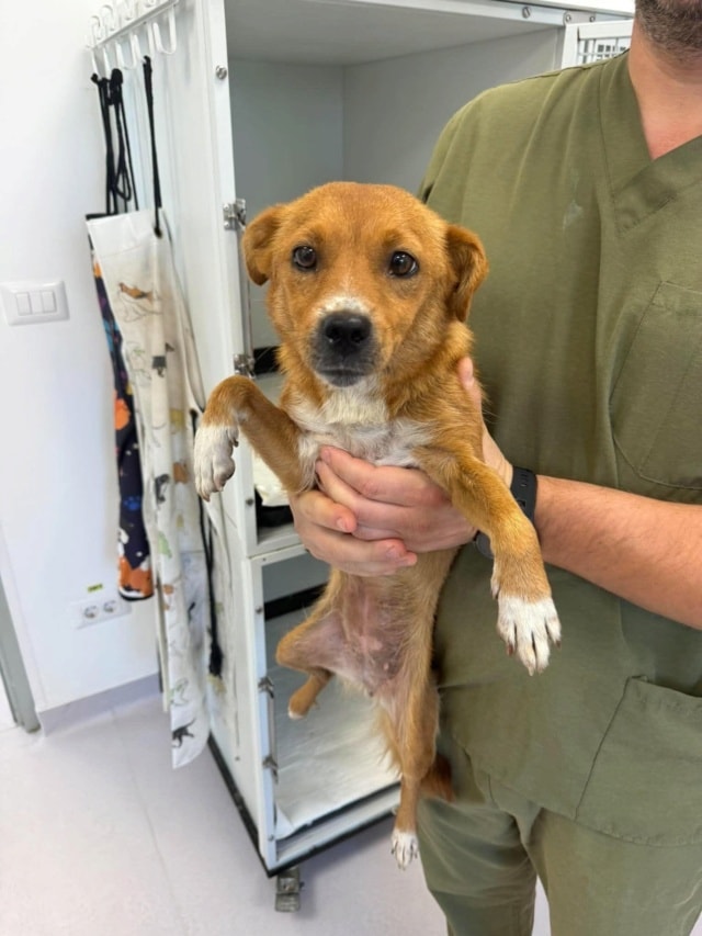 Sweet, chien à l'adoption chez Remember Me France