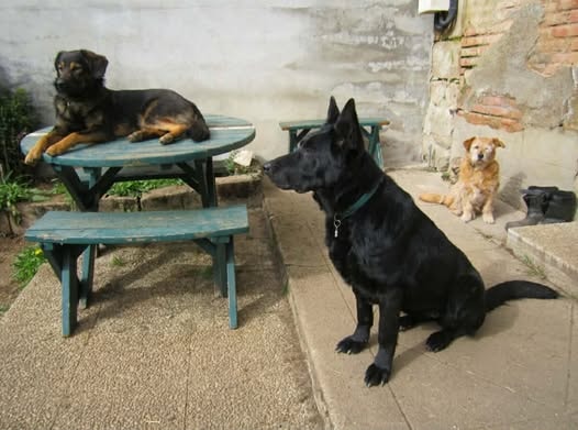Tabka, chien à l'adoption chez Remember Me France