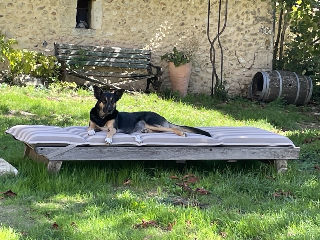 Taco, dog for adoption at Remember Me France