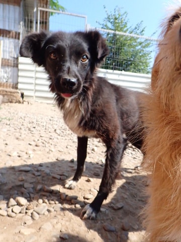 Talonne, chien à l'adoption chez Remember Me France