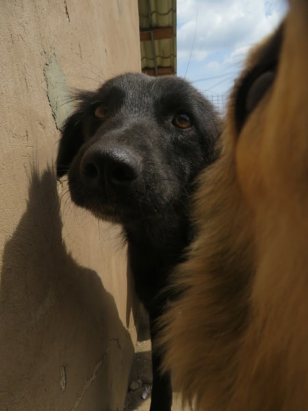 Tanya, chien à l'adoption chez Remember Me France