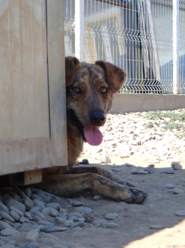 Tarot, chien à l'adoption chez Remember Me France