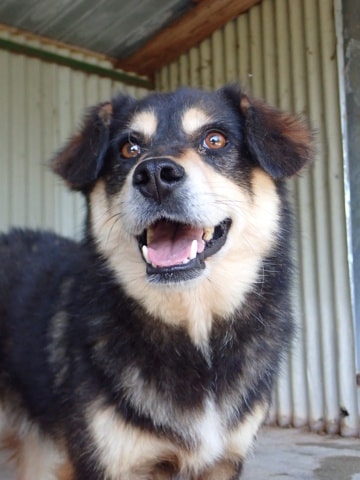 Tayzen, chien à l'adoption chez Remember Me France