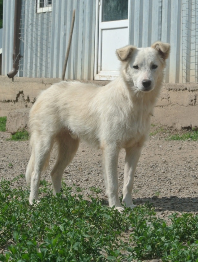 Tekil, dog for adoption at Remember Me France