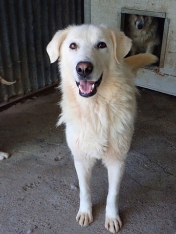 Telemaque, chien à l'adoption chez Remember Me France