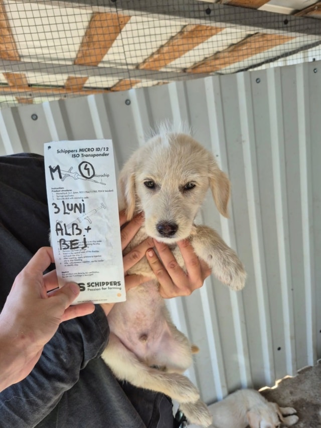 Tengo, chien à l'adoption chez Remember Me France