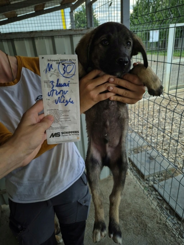 Tenor, chien à l'adoption chez Remember Me France