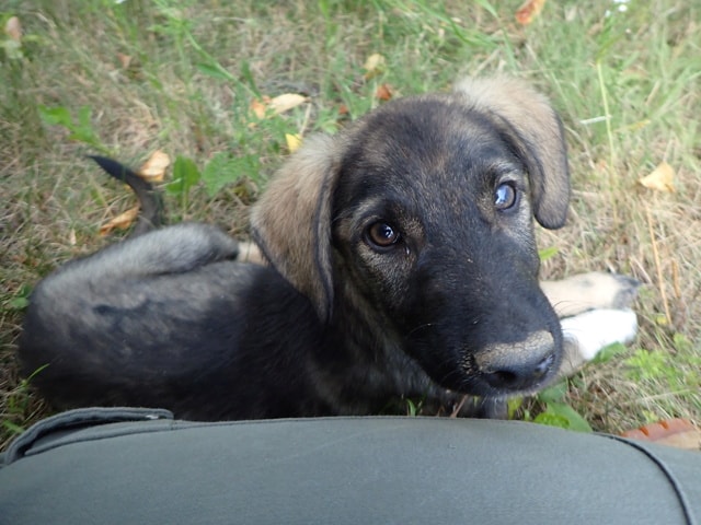 Tenor, chien à l'adoption chez Remember Me France