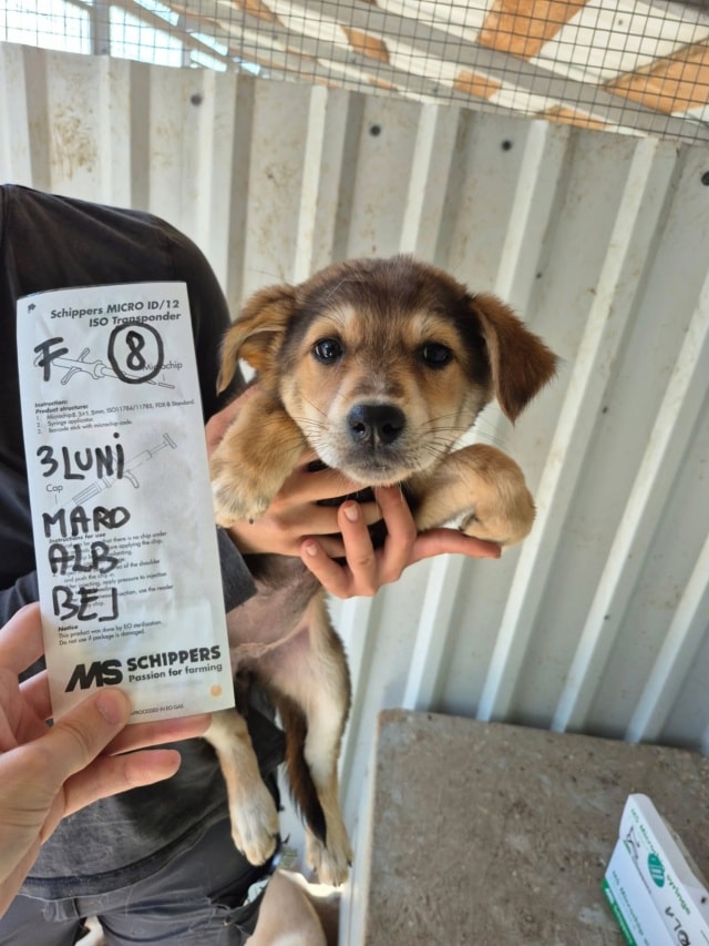 Tessia, chien à l'adoption chez Remember Me France