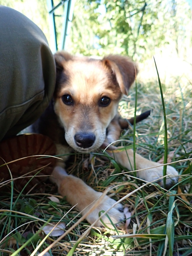 Tessia, chien à l'adoption chez Remember Me France