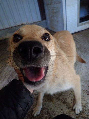 Thalie, chien à l'adoption chez Remember Me France