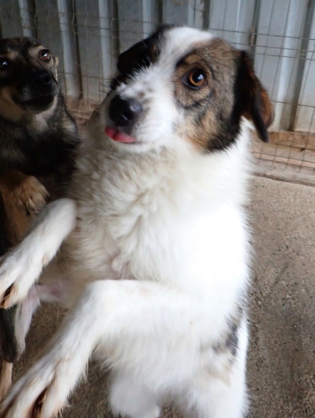 Tibiscuit, chien à l'adoption chez Remember Me France