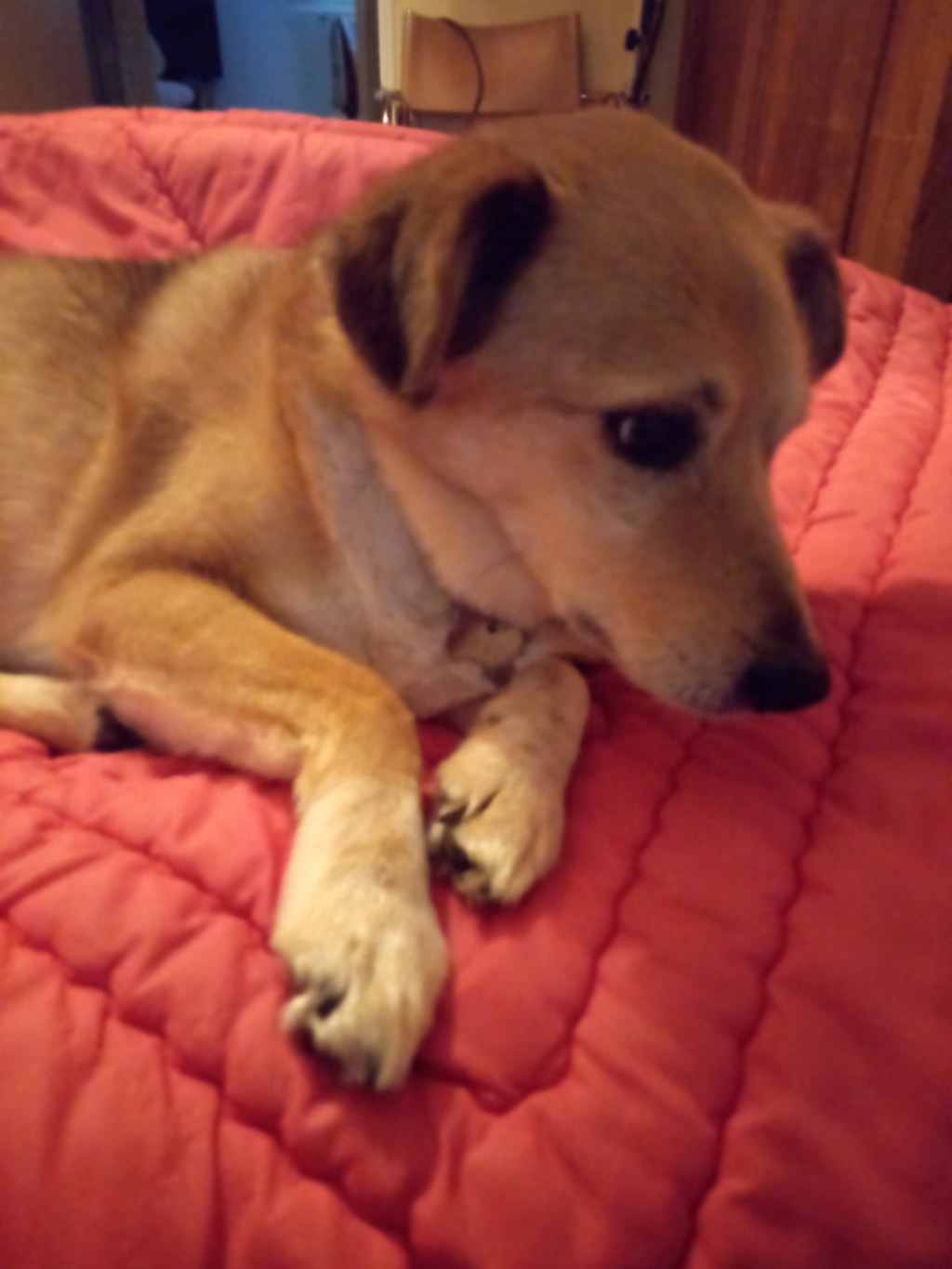 Tiger, chien à l'adoption chez Remember Me France