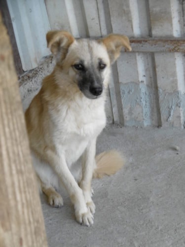 Tikk, chien à l'adoption chez Remember Me France