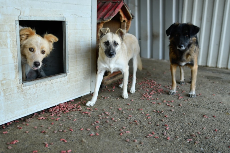 Tikk, dog for adoption at Remember Me France