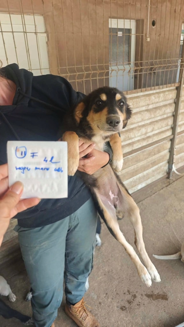 Tindra, chien à l'adoption chez Remember Me France