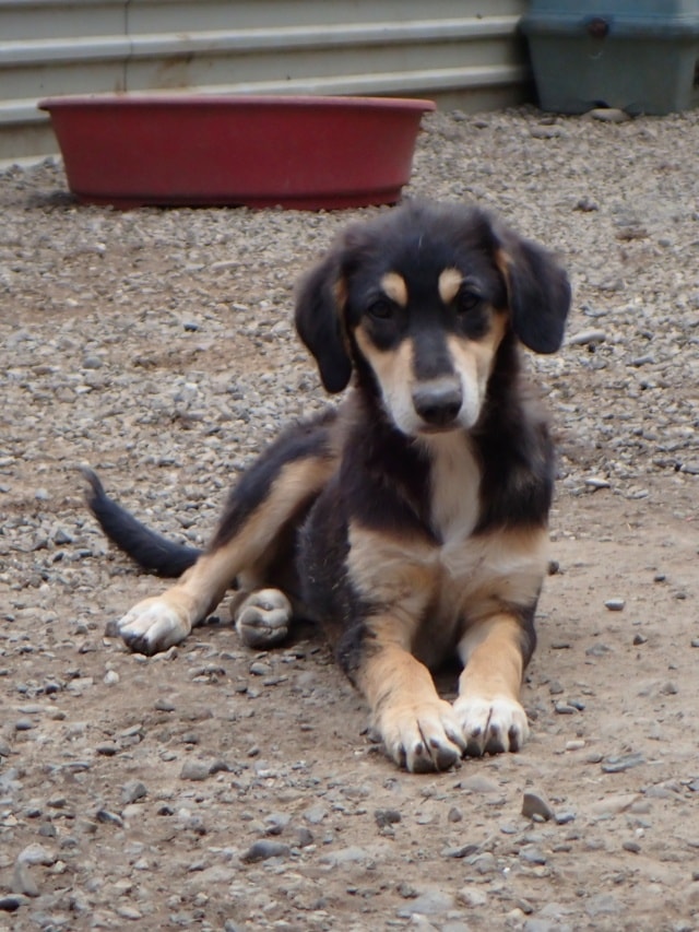 Tindra, chien à l'adoption chez Remember Me France
