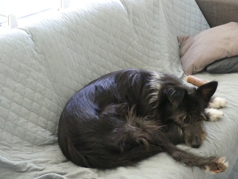 Tinou, chien à l'adoption chez Remember Me France