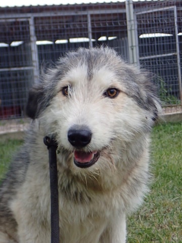 Tissaia, chien sauvé par Remember Me France