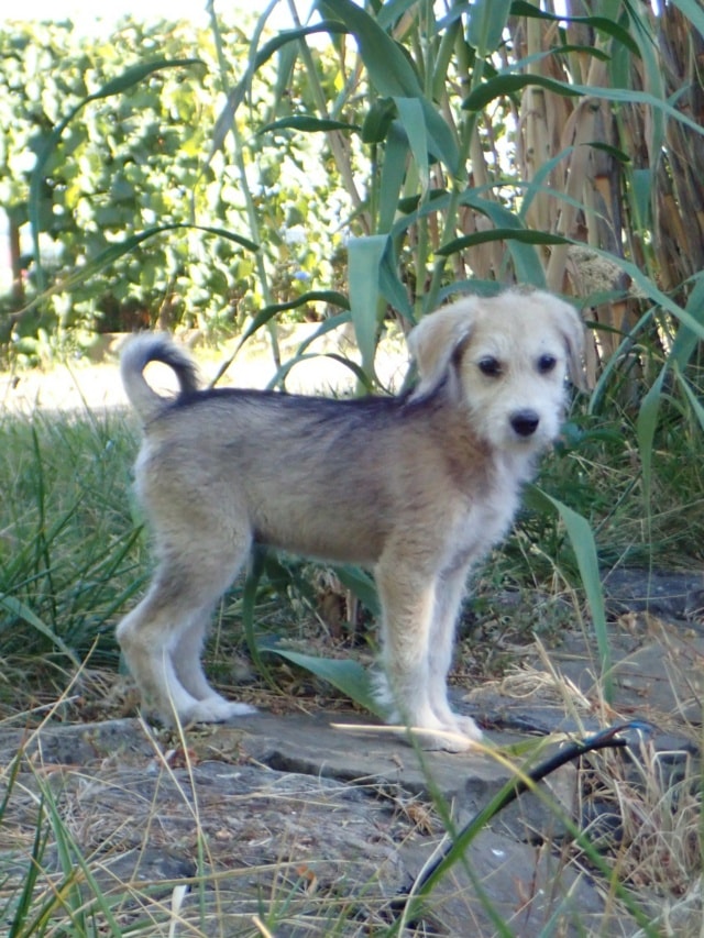 Tofu, chien à l'adoption chez Remember Me France