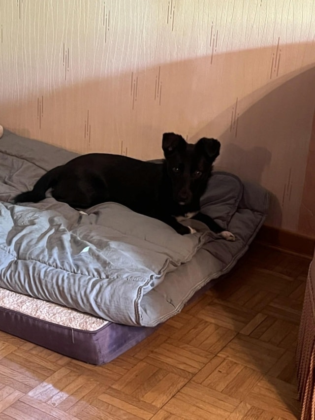 Toinette, chien à l'adoption chez Remember Me France