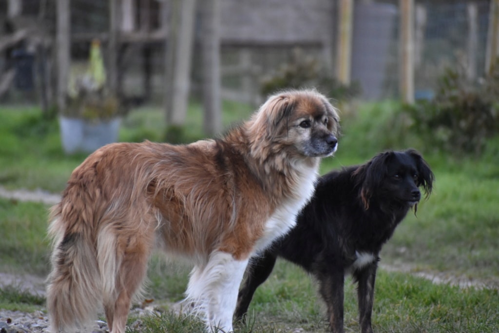 Toki, chien à l'adoption chez Remember Me France
