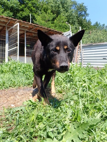 Tomlik, chien à l'adoption chez Remember Me France