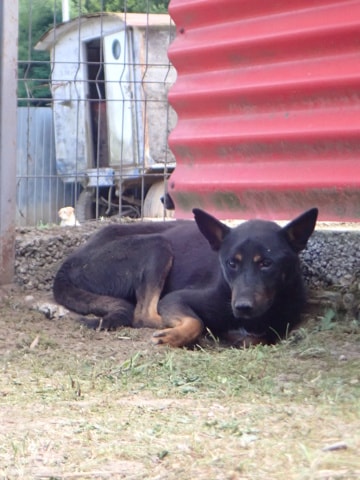 Tomlik, chien à l'adoption chez Remember Me France