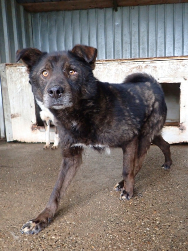 Tomm, chien à l'adoption chez Remember Me France