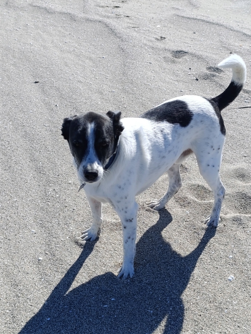 Tommy, chien à l'adoption chez Remember Me France