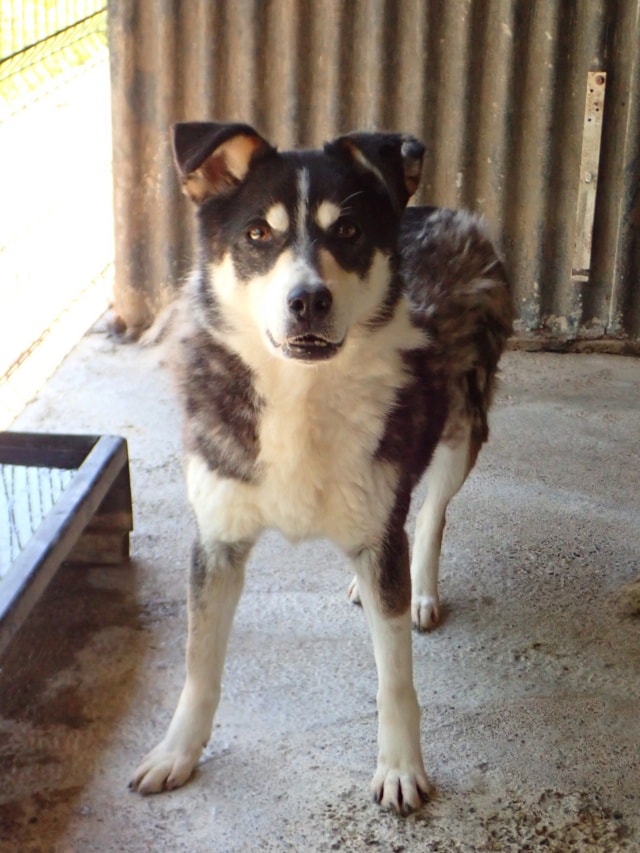 Tory, dog for adoption at Remember Me France