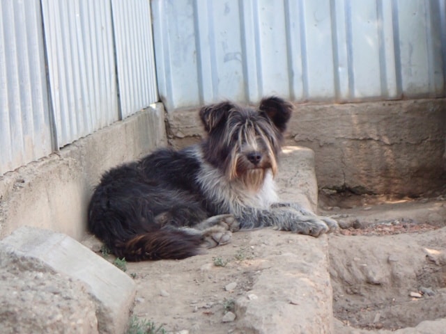 Tosca, chien à l'adoption chez Remember Me France