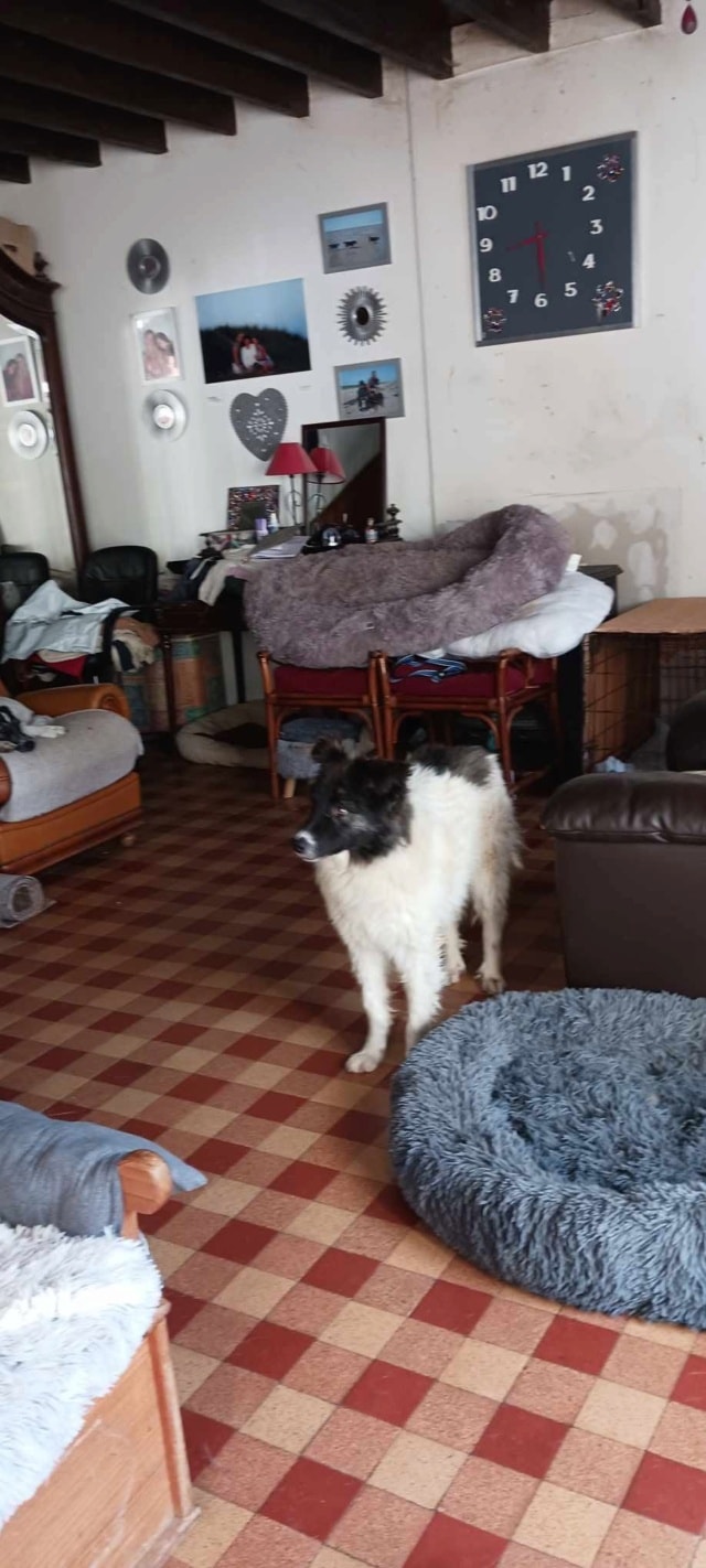 Touka, chien à l'adoption chez Remember Me France